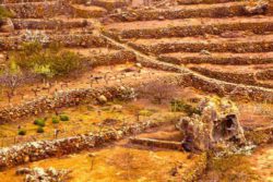 Photo: Terraced landscape
