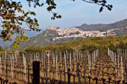 Photo: Mount Etna vineyards