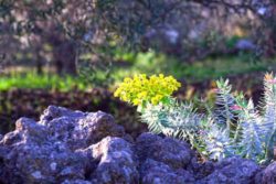 Photo: Vegetation at Mount Etna