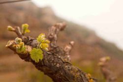 Photo: Old vine with shoot 