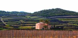 Photo: Donnafugata on the island of Pantelleria