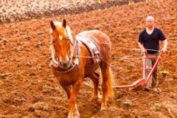 Photo: Horse with plough