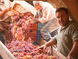 Arrival grapes, Dmn des Tourelles; Source: Matthias Stelzig