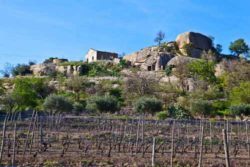 Photo: Growing wine at Mount Etna