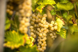 Rebola grapes © Matthias Stelzig