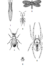 Graphic: beneficial insects