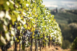 Eisenberg vineyards Blaufränkisch © Matthias Stelzig